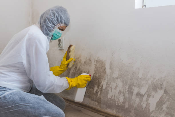 Best Crawl Space Mold Removal  in Geneseo, IL