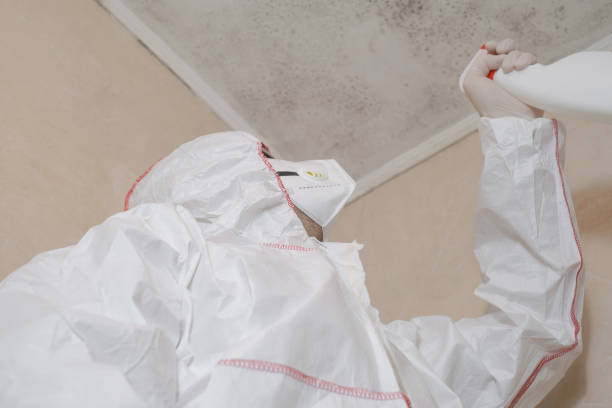 Best Black Mold Removal  in Geneseo, IL