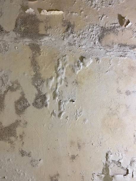 Best Mold Testing  in Geneseo, IL
