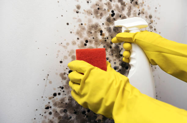 Best Commercial Mold Removal  in Geneseo, IL