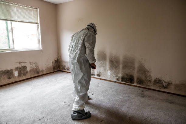 Certified Mold Removal in Geneseo, IL