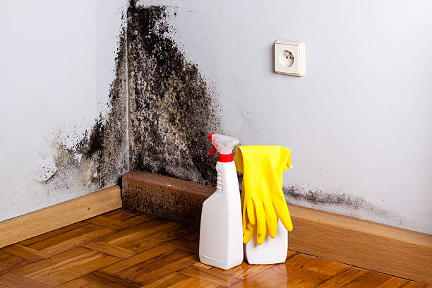 Attic Mold Removal in Geneseo, IL