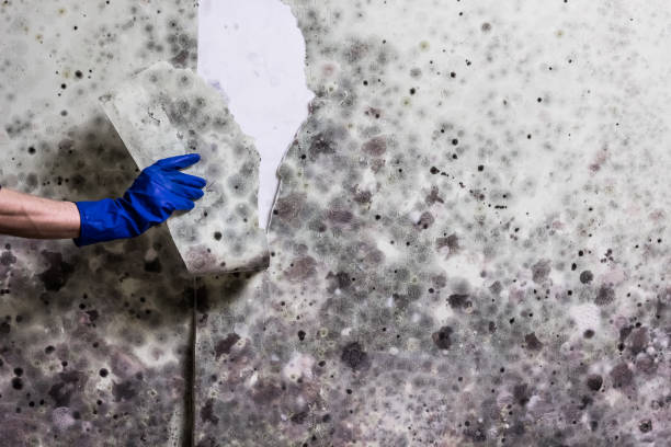 Best Residential Mold Removal  in Geneseo, IL