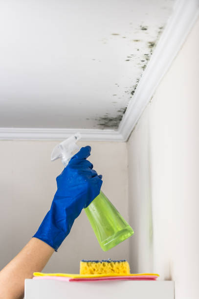 Best Black Mold Removal  in Geneseo, IL
