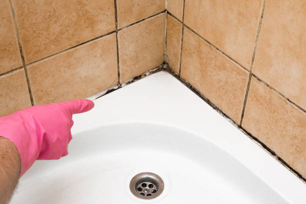 Attic Mold Removal in Geneseo, IL